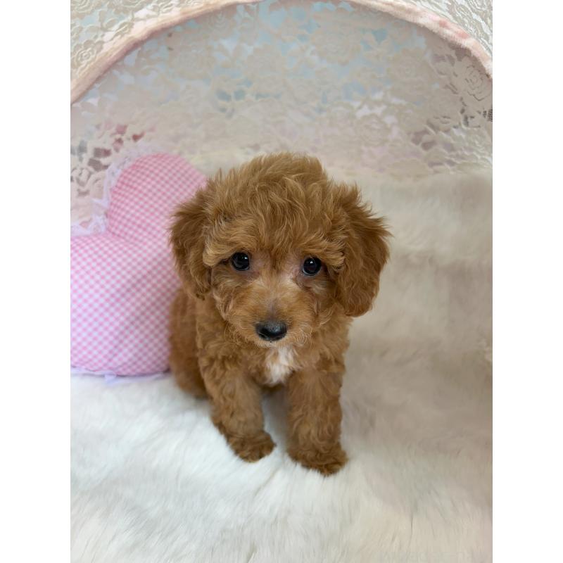 販売中の静岡県のミックス犬-410541の2枚目